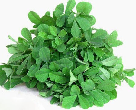 تاثیر شنبلیله در کاهش چربی خون