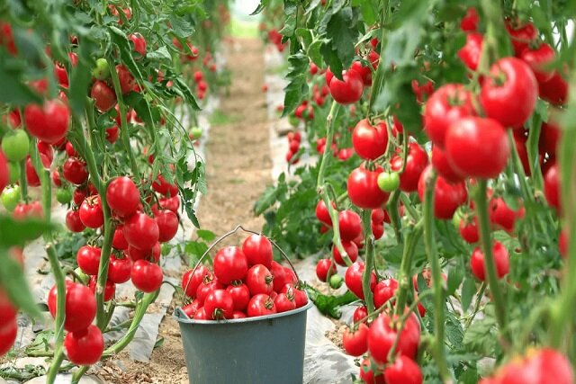 کود زیستی اکتینومیستی ایرانی برای افزایش عملکرد، کیفیت و ماندگاری گوجه‌فرنگی